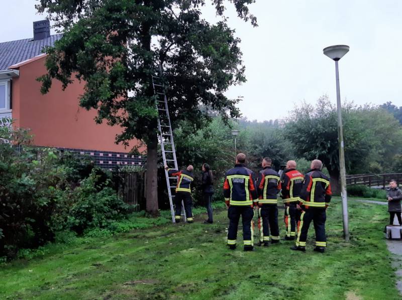 Vermiste kat uit boom bevrijd