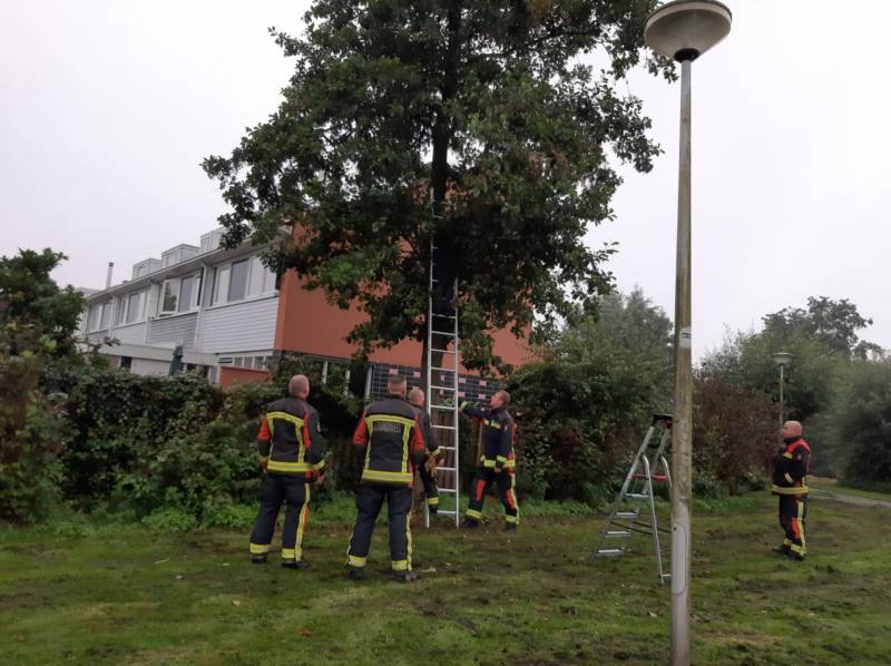 Vermiste kat uit boom bevrijd