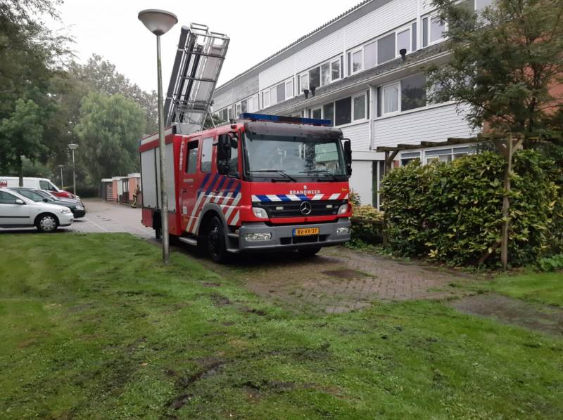 Vermiste kat uit boom bevrijd