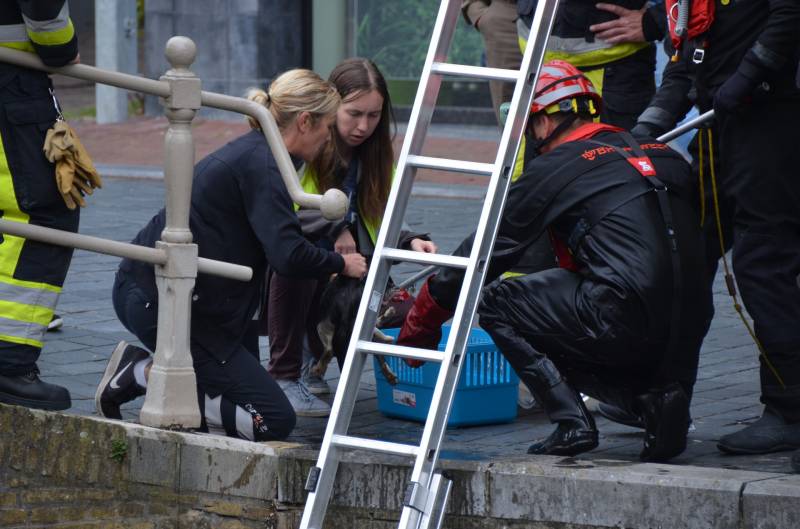 Kat uit afvoer naar gracht gered