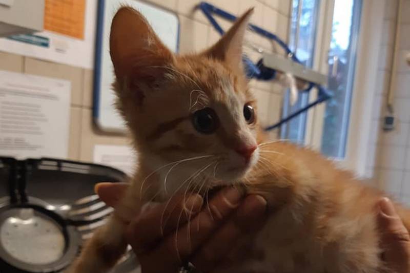 Kittens in container gedumpt in Het Reeland