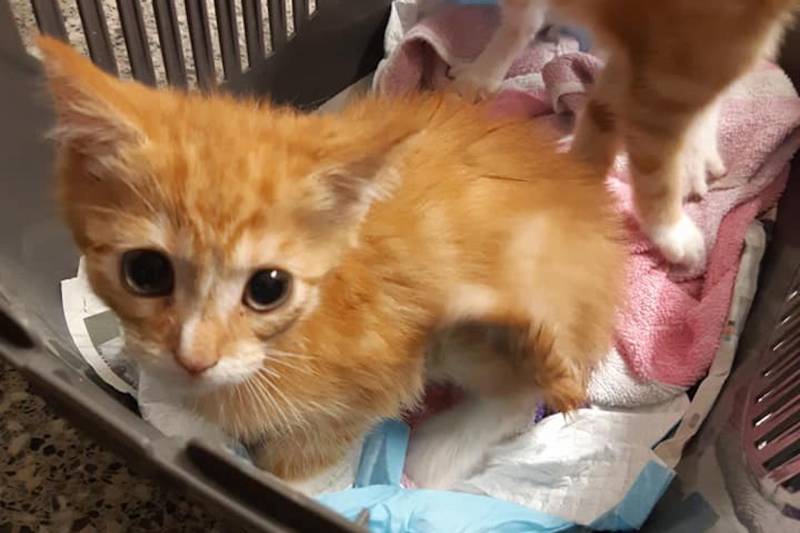 Kittens in container gedumpt in Het Reeland