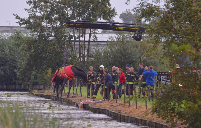 Brandweer takelt paard uit de sloot