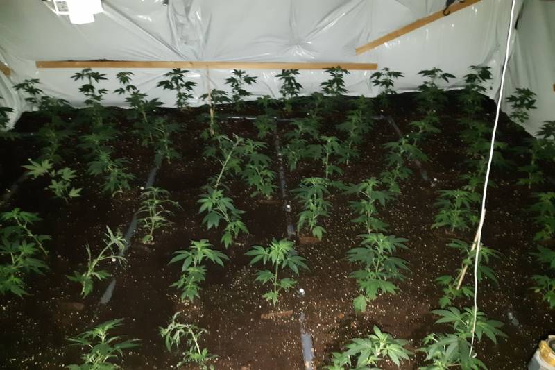 Hennepkwekerij ontmanteld in Vermeerkwartier