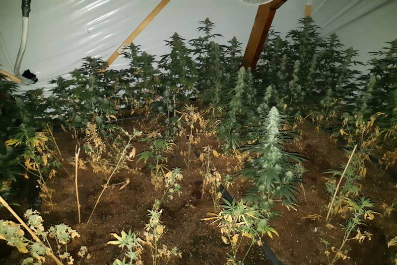 Hennepkwekerij ontmanteld in Vermeerkwartier