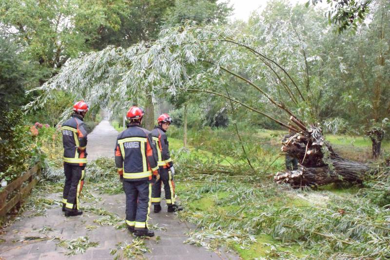 Boom versperd voetpad in de wijk Bloemendaal