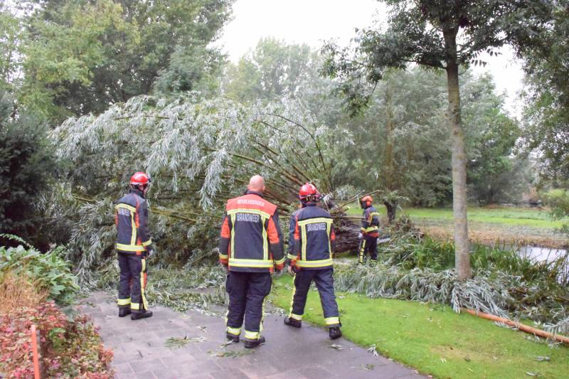 Boom versperd voetpad in de wijk Bloemendaal