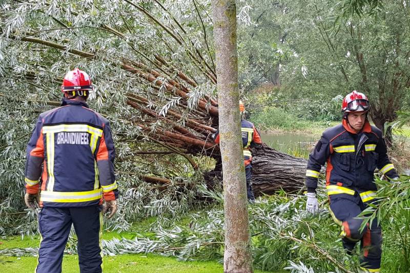 Boom versperd voetpad in de wijk Bloemendaal