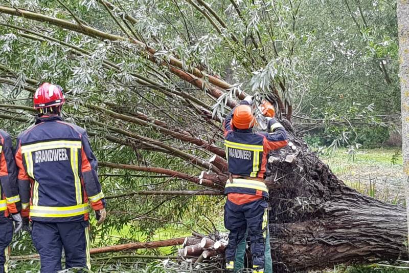 Boom versperd voetpad in de wijk Bloemendaal
