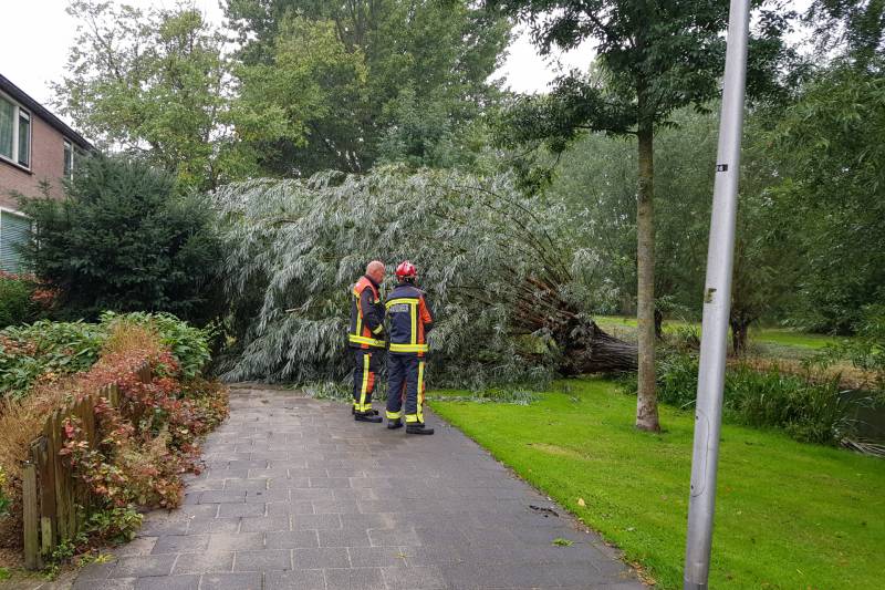 Boom versperd voetpad in de wijk Bloemendaal
