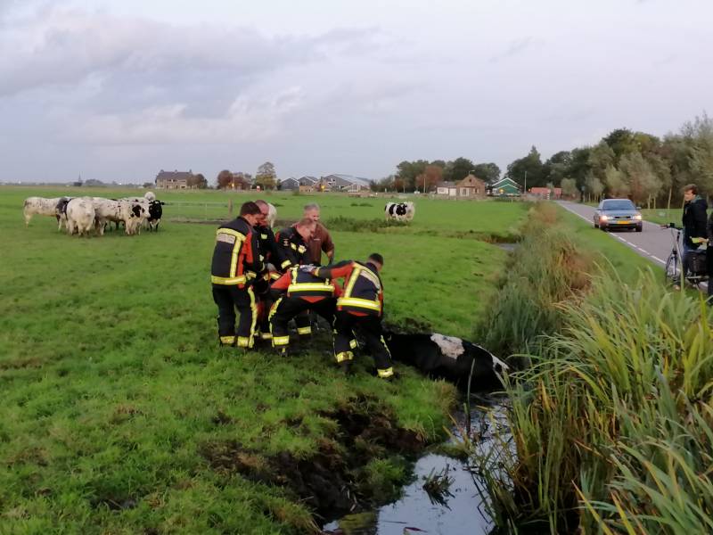 #Leiderdorp Brandweer bevrijd gevallen koe in sloot Nieuweweg Leiderdorp.