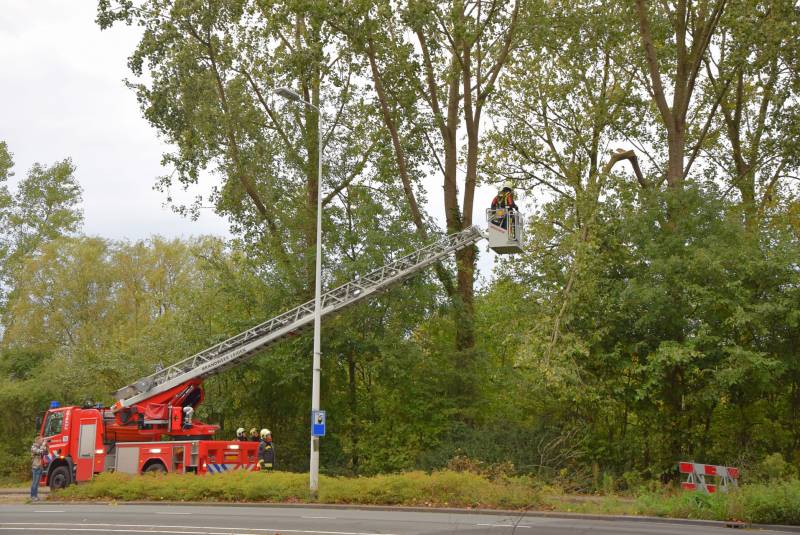 Grote loshangende tak zorgt voor gevaarlijke situatie