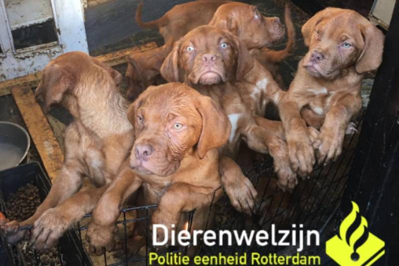 Acht pups in beslag genomen na meerdere klachten