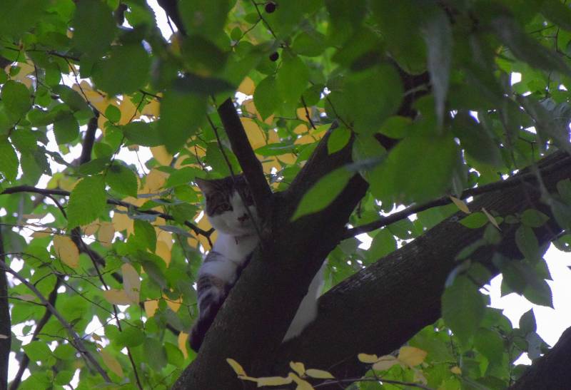 Eigenaar red kat met brandweer trap