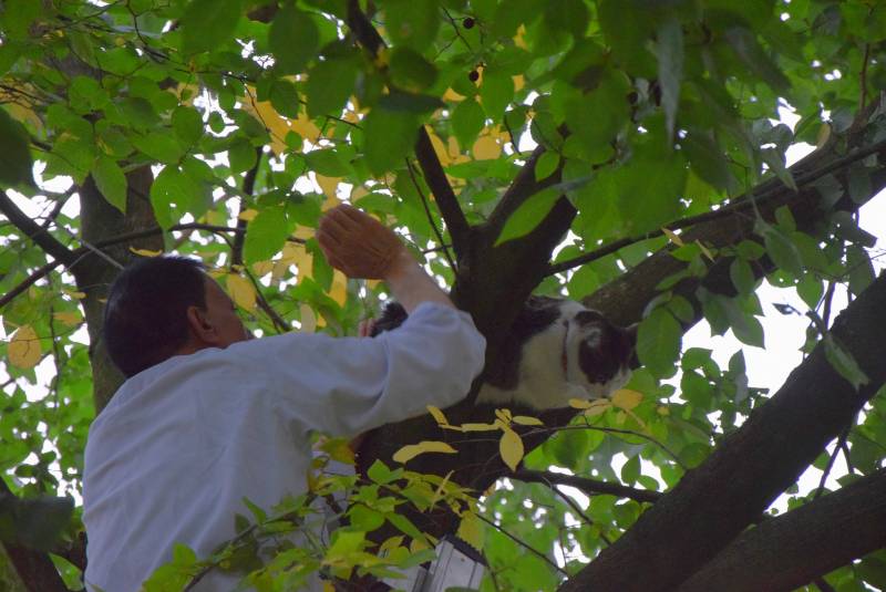 Eigenaar red kat met brandweer trap