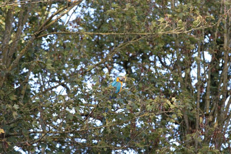 Brandweer redt papegaai met hoogwerker