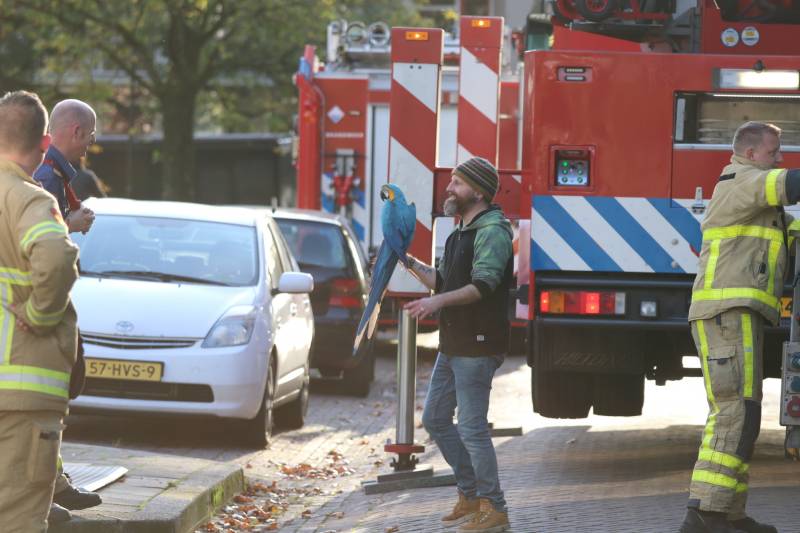 Brandweer redt papegaai met hoogwerker