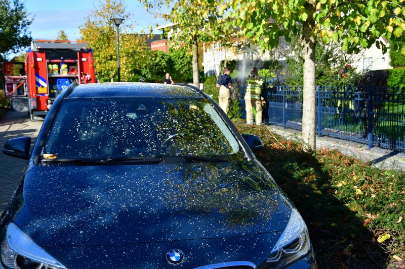 Heg vliegt in brand door onkruidbrander in de Landerijen