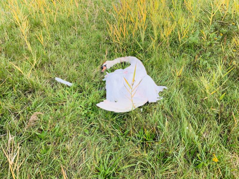 Zwaan dood na aanrijding op snelweg