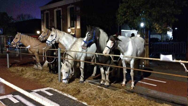 300e paardenmarkt