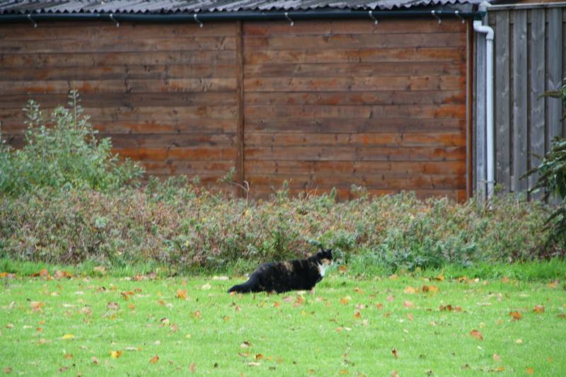 Kat springt uit boom bij reddingsactie