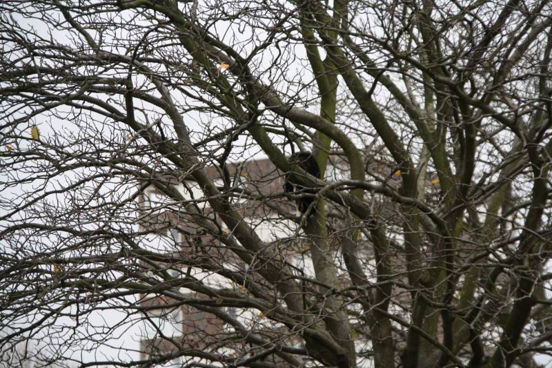 Kat springt uit boom bij reddingsactie