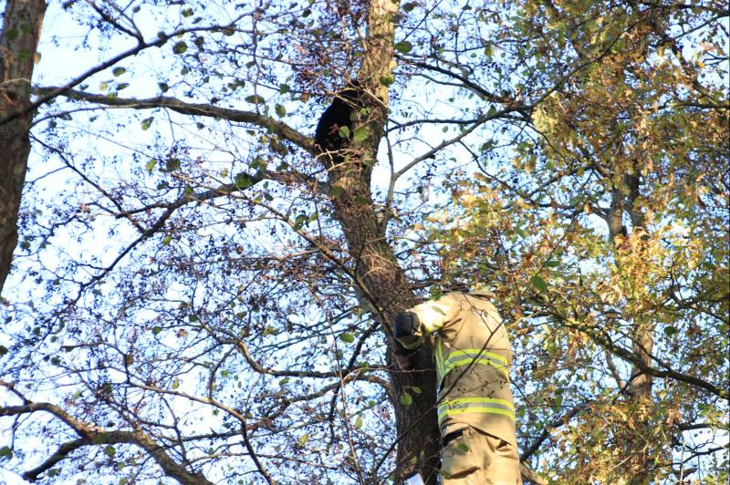 Brandweer spuit kat 'Jochie' uit de boom