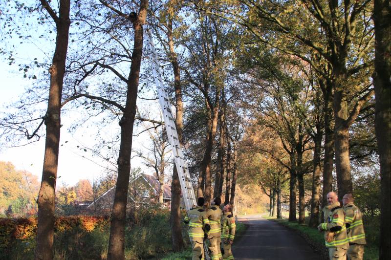 Brandweer spuit kat 'Jochie' uit de boom