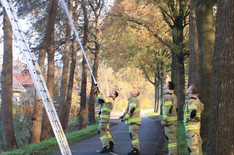 Brandweer spuit kat 'Jochie' uit de boom