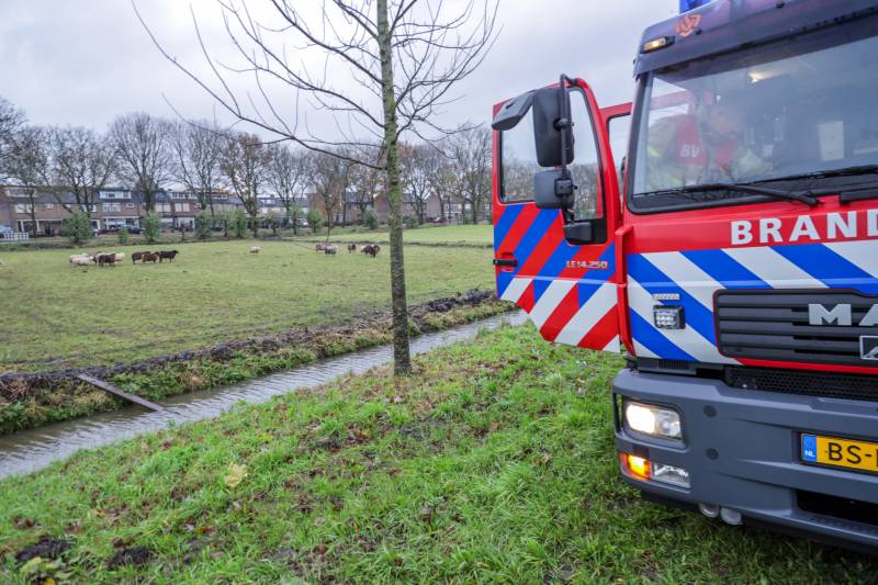 Brandweer redt schaap uit sloot
