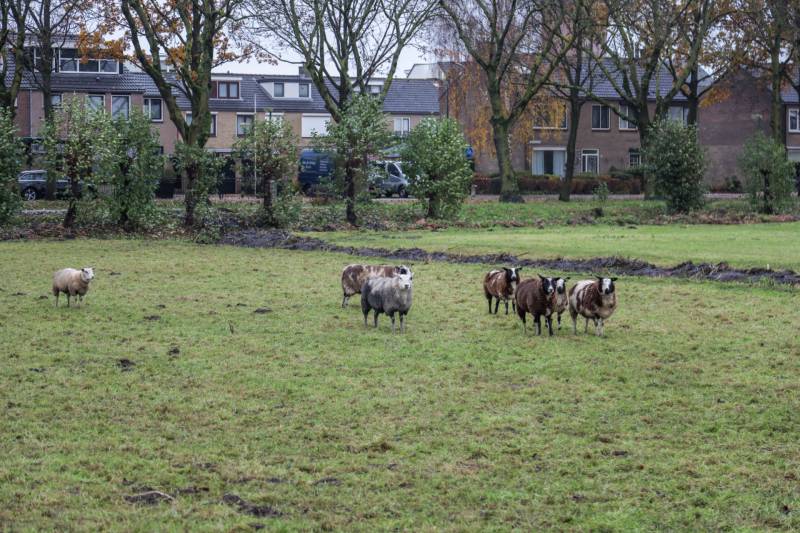 Brandweer redt schaap uit sloot