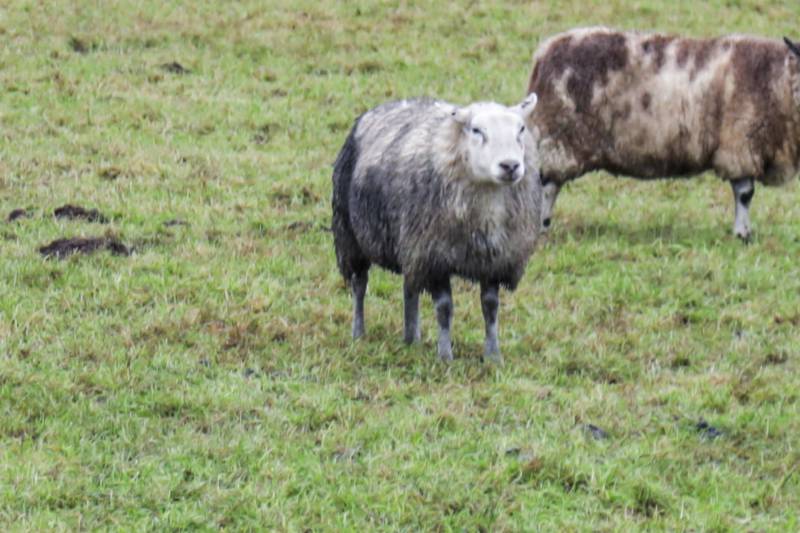 Brandweer redt schaap uit sloot