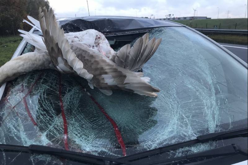 Zwaan vliegt door voorruit auto op snelweg