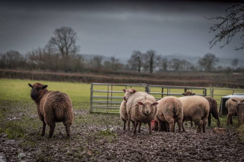 Dode en verwonde schapen op landgoed boer aangetroffen