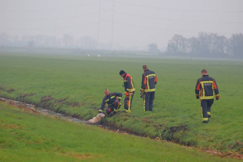 Brandweer redt schaap uit sloot