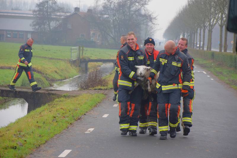 Brandweer redt schaap uit sloot