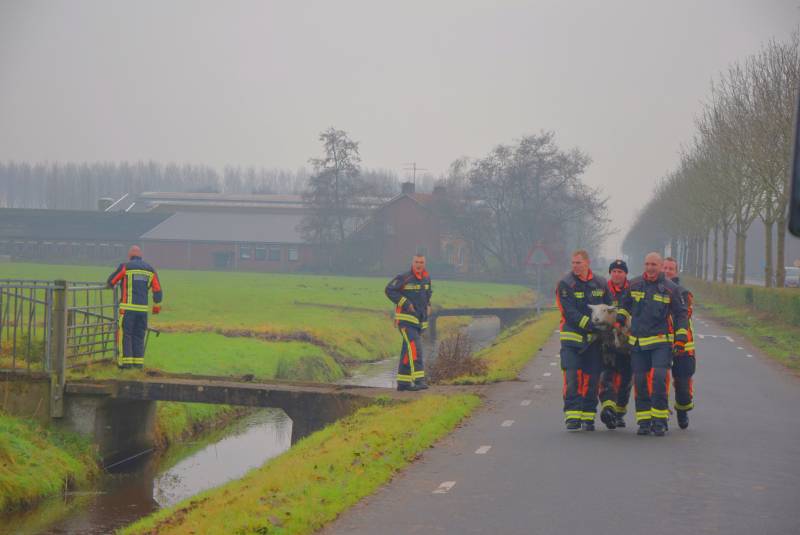 Brandweer redt schaap uit sloot