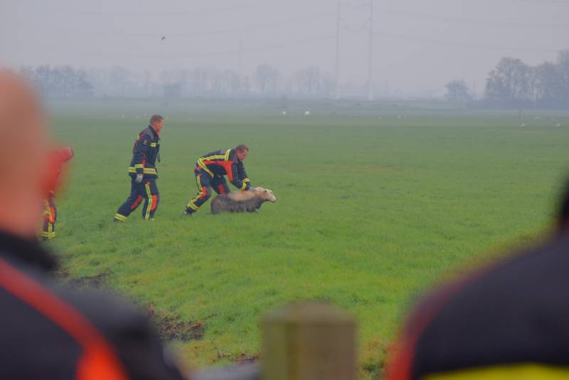 Brandweer redt schaap uit sloot