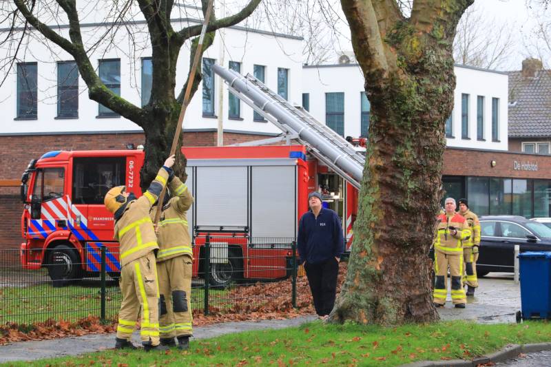 Brandweer haalt gevaarlijk loshangende takken uit boom