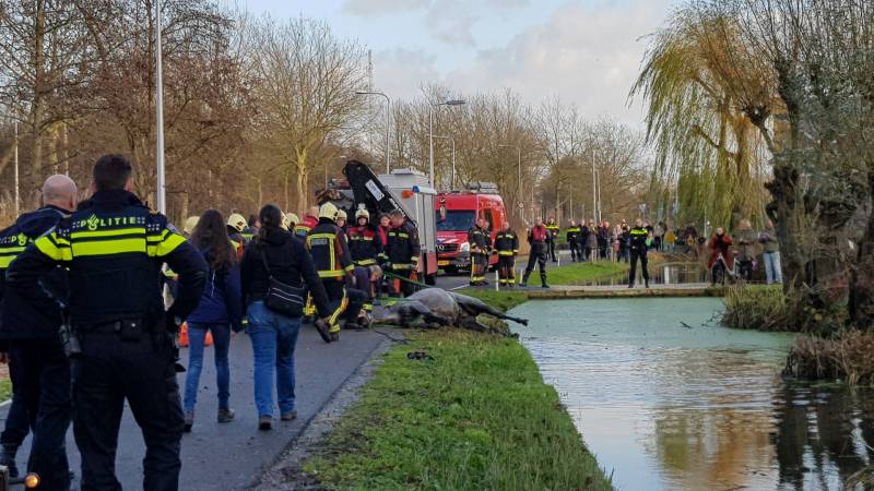 Twee personen en paard te water geraakt