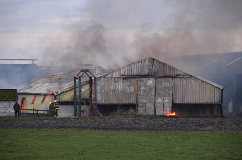 Koeienstal brandt af; 20 koeien dood