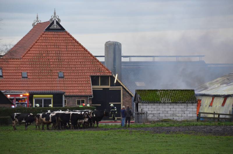 Koeienstal brandt af; 20 koeien dood