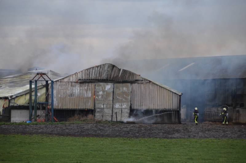 Koeienstal brandt af; 20 koeien dood
