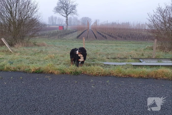 Automobilist haalt loslopende hond van de snelweg