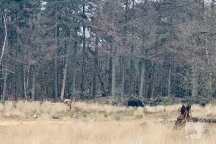 Man aangevallen door stier
