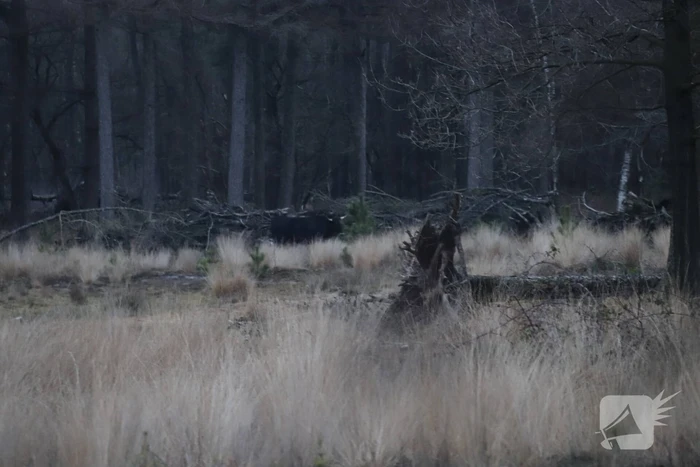 Man aangevallen door stier