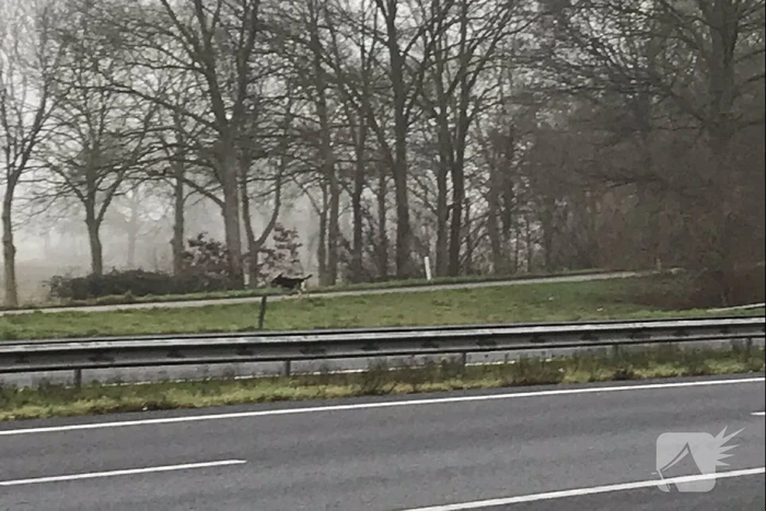 Hond Max gevangen op snelweg