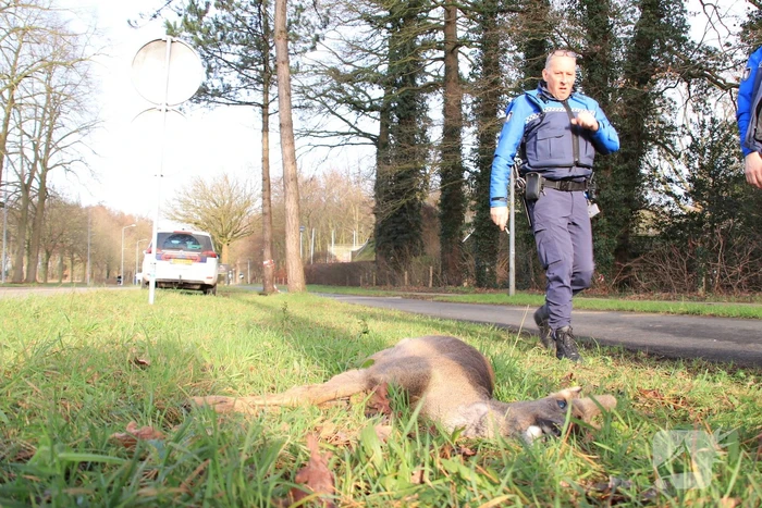 Ree kort na aanrijding overleden