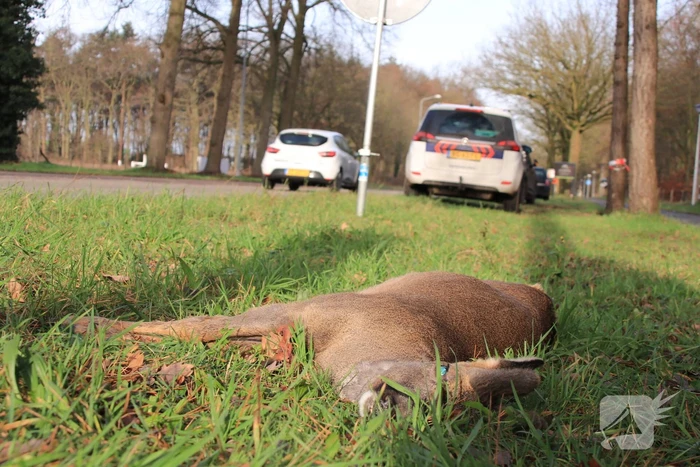 Ree kort na aanrijding overleden