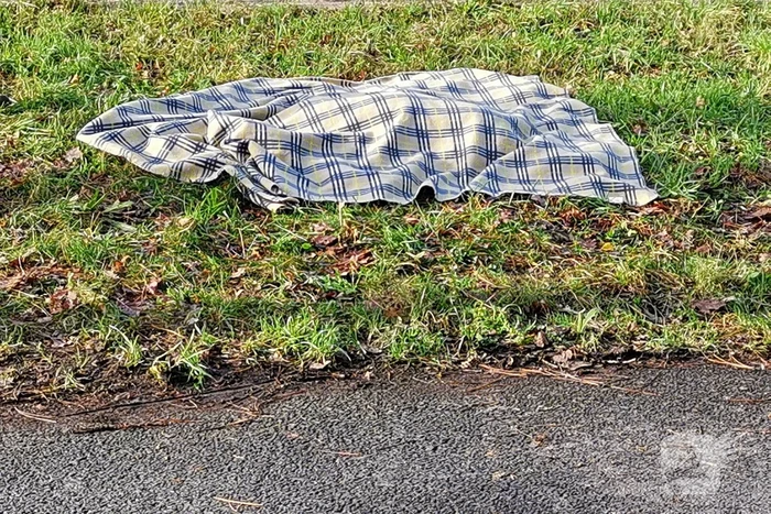 Ree kort na aanrijding overleden